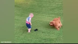 When your dog becomes the trusted nanny - Cute Moments Dog and Human