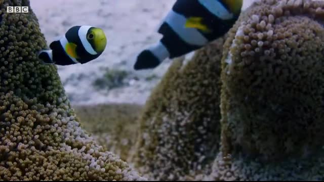 Amazing Clownfish Teamwork   Blue Planet II   BBC Earth