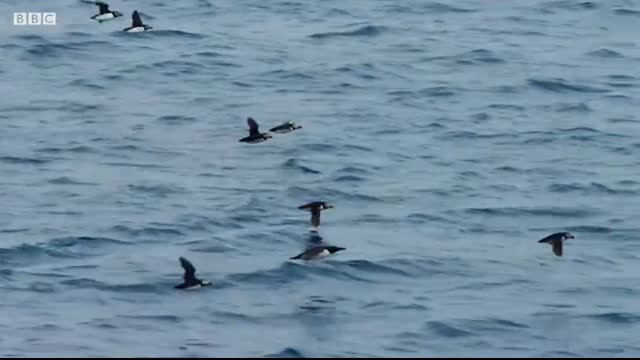 Puffin Hunts Fish To Feed Puffling   Blue Planet II   BBC Earth