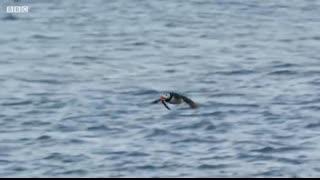 Puffin Hunts Fish To Feed Puffling   Blue Planet II   BBC Earth