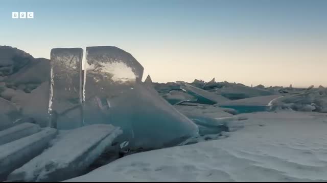 Can This Seal Save Her Pup From Drowning   Asia   BBC Earth