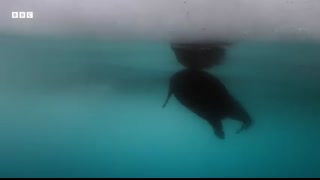 Can This Seal Save Her Pup From Drowning   Asia   BBC Earth
