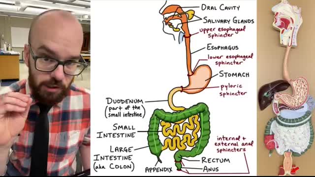 Digestive Tract Anatomy and Physiology