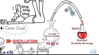 Difference between Alcoholic Beverages Wine Whiskey Rum Gin Vodka Tequila Brandy Alcohol percentage