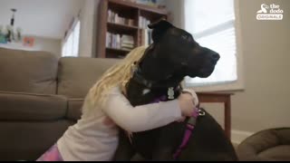 Mother Dog Reunited With Her Puppies All Grown Up   The Dodo Reunited