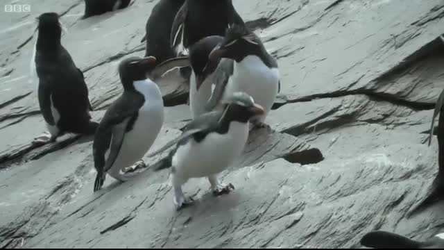 Top 5 Silliest Animal Moments!   BBC Earth