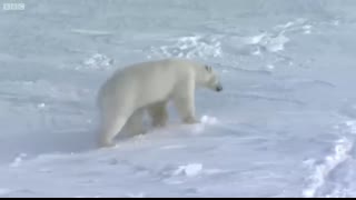 Top 5 Silliest Animal Moments!   BBC Earth