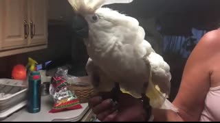 Chief the Cockatoo CUSSES out the owner for leaving room!