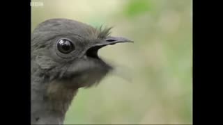 Attenborough the amazing Lyre Bird sings like a chainsaw! Now in high quality   BBC Earth