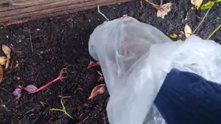 How I  stopped cats using my garden soil as a toilet solving the #catpoo problem