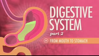 Digestive System, Part 2 Crash Course Anatomy & Physiology #34