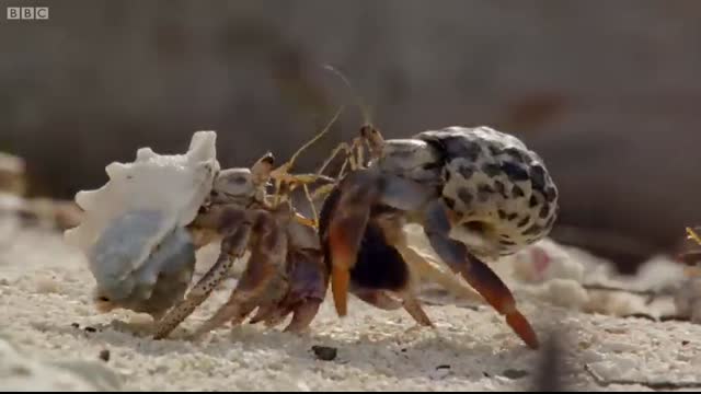 Crabs Trade Shells in the Strangest Way   BBC Earth