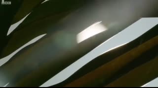 Crabs Trade Shells in the Strangest Way   BBC Earth