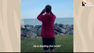 People Rescue A Mama Osprey After She Gets Attacked   The Dodo Wild Hearts