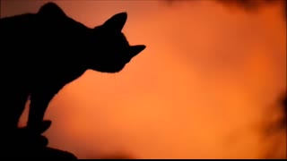 Al Stewart - Year Of The Cat (Lyrics)