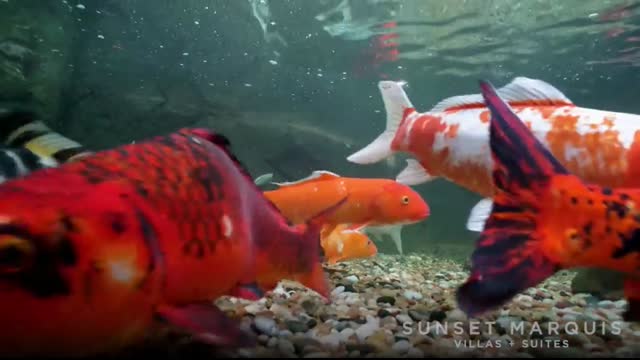 Swimming with the Koi Fish