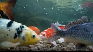 Swimming with the Koi Fish