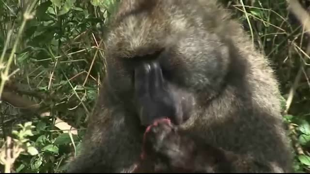 A Pack Of Baboons Surrounded And Attacked A Leopard To Rescue Their Leader  #baboon