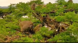 A Pack Of Baboons Surrounded And Attacked A Leopard To Rescue Their Leader  #baboon