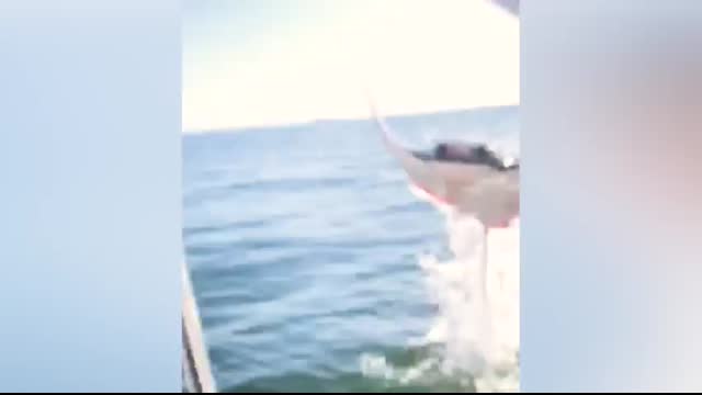 Try Not To Laugh Funny Videos - Go Fishing And Fails!