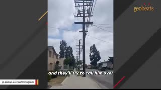 Woman raises crow and helps him return to the wild