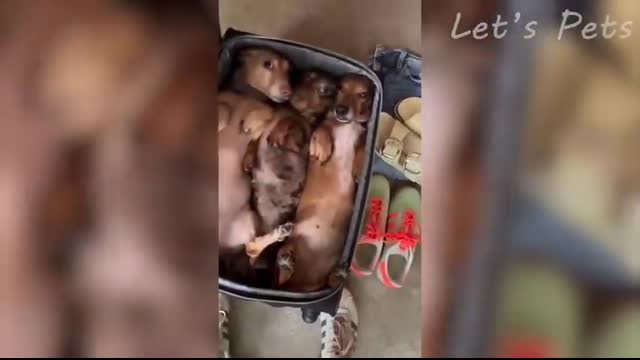 Adorable & Hilarious Pet Moments to Brighten Your Day!❤️ Episode #1