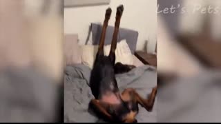 Adorable & Hilarious Pet Moments to Brighten Your Day!❤️ Episode #1