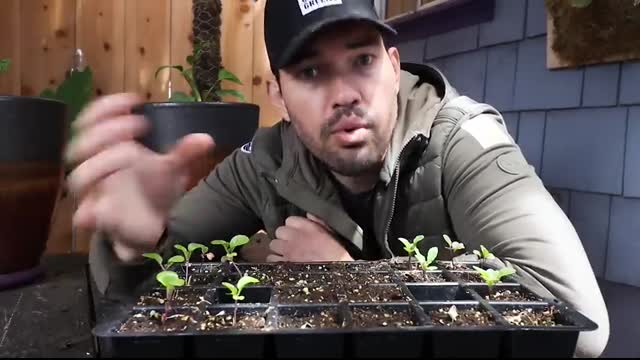 5 Fast Growing Veggies You Can Harvest in Under 1 Month