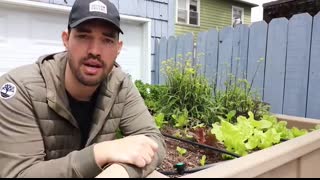 5 Fast Growing Veggies You Can Harvest in Under 1 Month