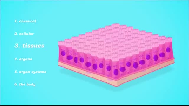 Tissues, Part 1 Crash Course Anatomy & Physiology #2