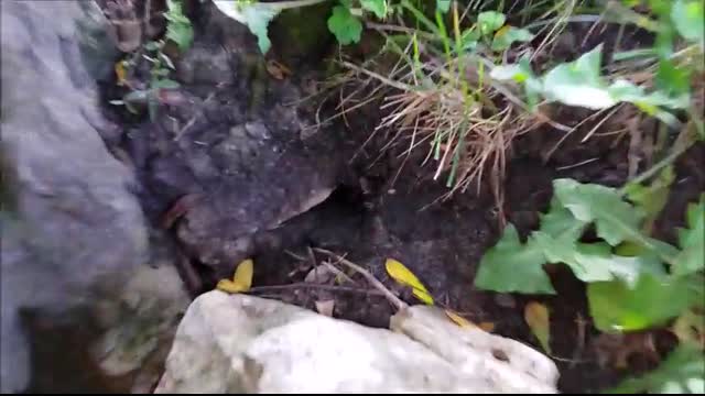 2 Ways To Kill A In Ground Bees Nest   How to KILL Ground Wasp and Yellow Jackets