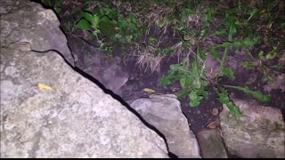 2 Ways To Kill A In Ground Bees Nest   How to KILL Ground Wasp and Yellow Jackets