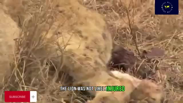 Incredible Moments Lion Was Killed While Hunting