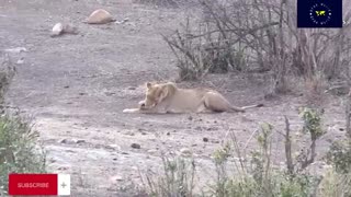 Incredible Moments Lion Was Killed While Hunting