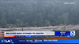 Beloved SoCal bird stoned to death