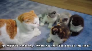 Who Will the Kittens Choose Their Husky Foster Dad or Real Cat Dad