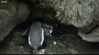 Top 5 Silliest Animal Moments!   BBC Earth