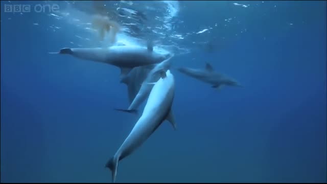 Dolphins purposely 'getting high' on pufferfish - Dolphins - Spy in the Pod Episode 2 - BBC