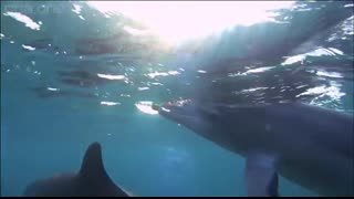 Dolphins purposely 'getting high' on pufferfish - Dolphins - Spy in the Pod Episode 2 - BBC