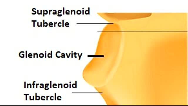 Clavicle and Scapula Anatomy The Pectoral Girdle