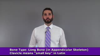 Clavicle and Scapula Anatomy The Pectoral Girdle