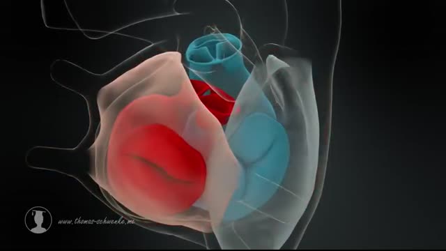 How the Heart Works (Animation)