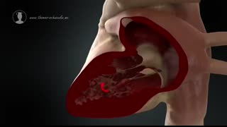 How the Heart Works (Animation)