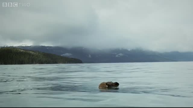 Sea otter pup is left to float alone - Alaska Earth's Frozen Kingdom Episode 1 Preview - BBC