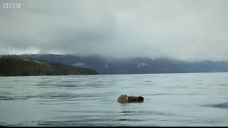Sea otter pup is left to float alone - Alaska Earth's Frozen Kingdom Episode 1 Preview - BBC