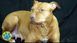 Difficult Dog Breeds - 8 Worst Dogs For First Time Owners