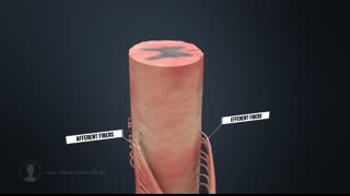 Human Nervous System (Part 1) - Spinal Cord and Periphery (Animation)