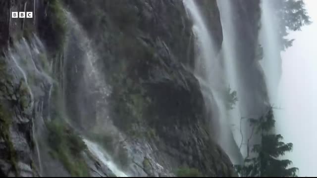Fantastic Fish Feast for a Group of Grizzlies   Earth's Great Seasons   BBC Earth
