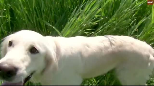 Review of the Top 10 Dog Breeds and Which Breed is Right for You