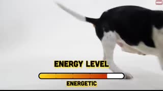 Review of the Top 10 Dog Breeds and Which Breed is Right for You